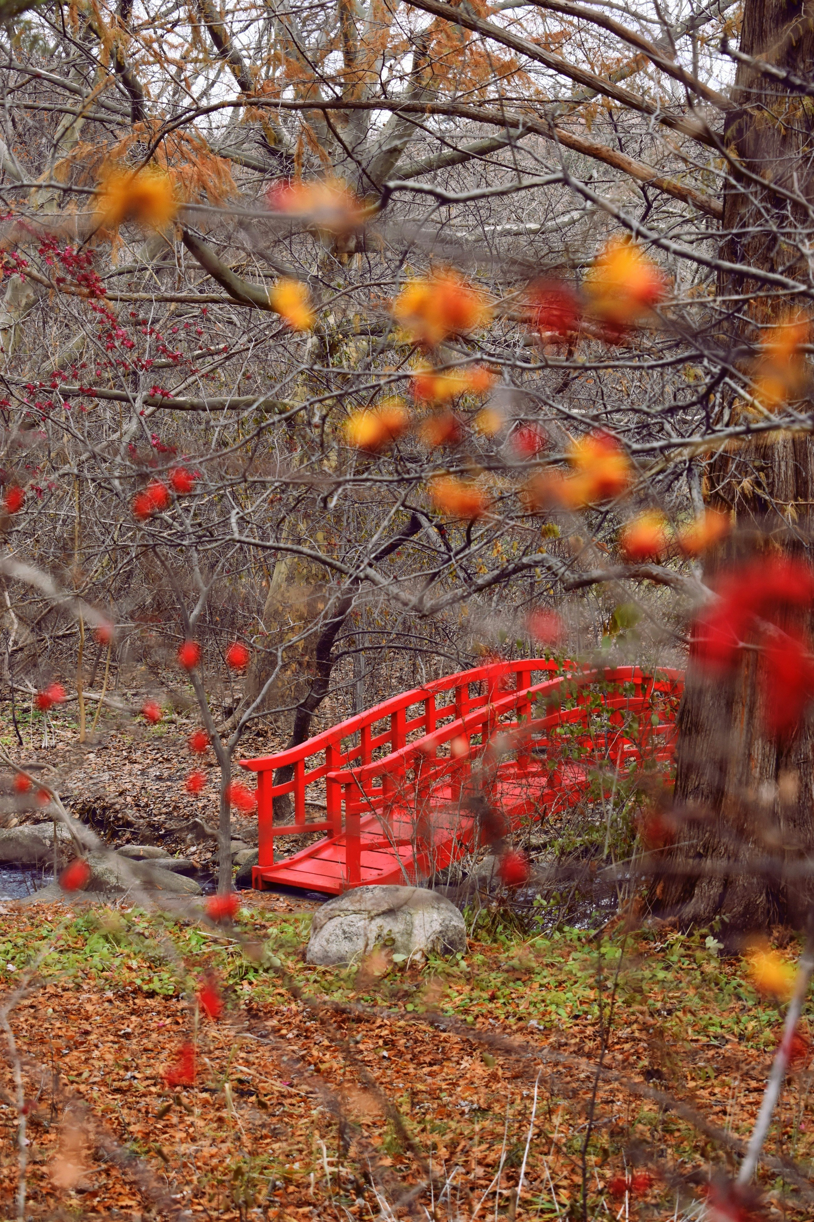 red bridge in forest